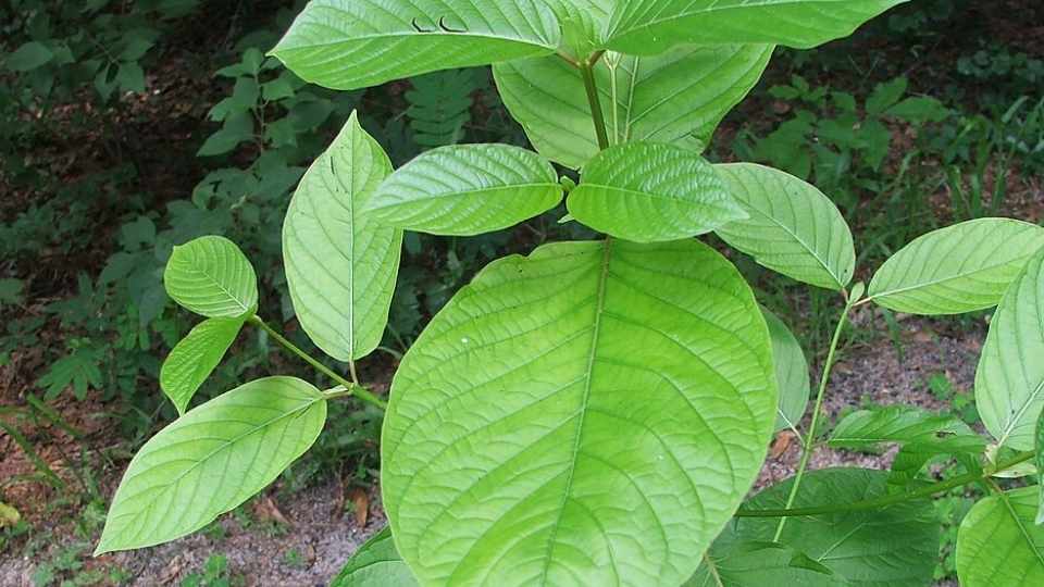 Kratom Side Effects include nuasea, constipation, reduced appetite, and increased urination.